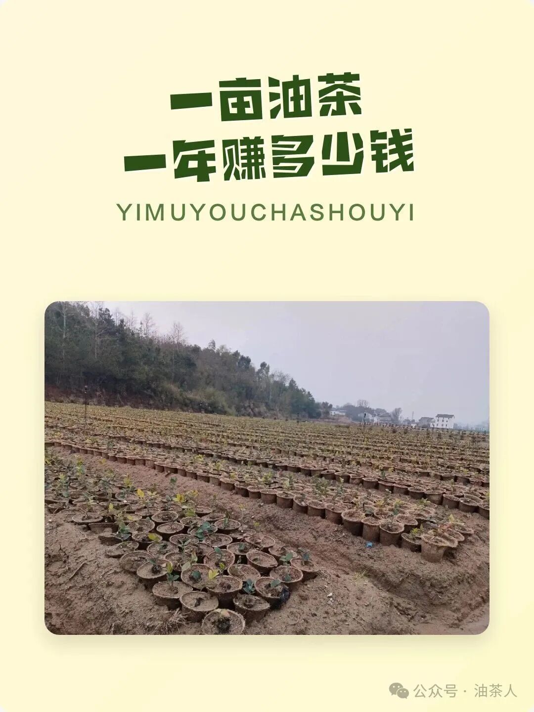 一亩油茶 一年赚多少钱