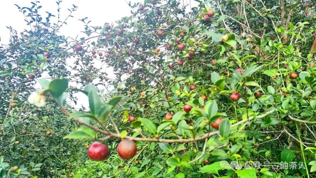 油茶果采摘正当时！这些判断油茶果成熟度的方法你知道吗？